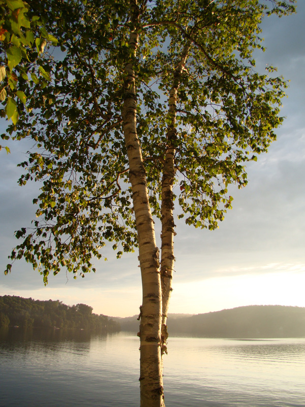 Paysage arbre et lac - Etienne Bachand 2009