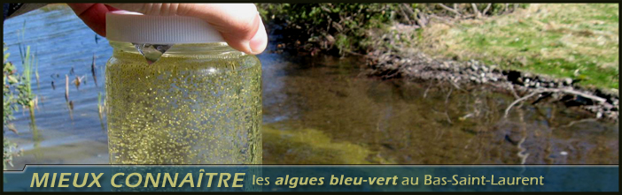 [Photo] Algues bleu-vert