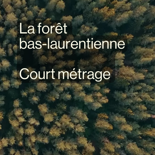 La forêt bas-laurentienne court-métrage