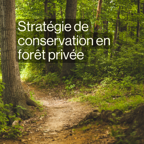 Stratégie de conservation en forêt privée