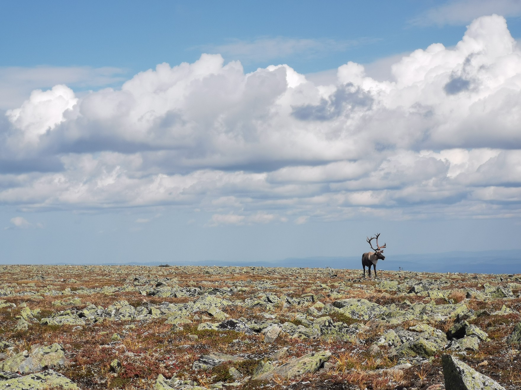 La Stratégie pour les caribous forestiers et montagnards du gouvernement du Québec se fait trop attendre
