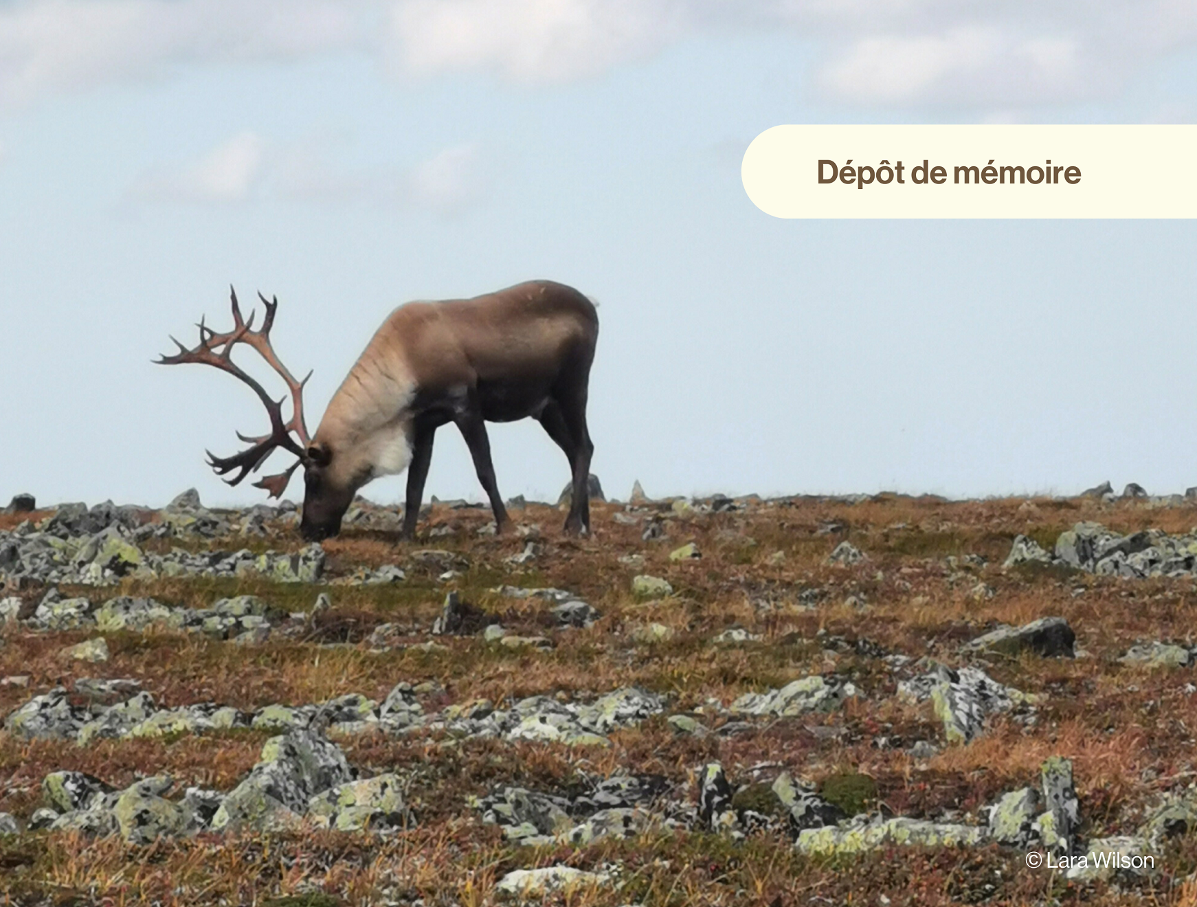 Mémoire - Consultation sur les projets pilotes pour la population de caribous forestiers et la population de caribous montagnards