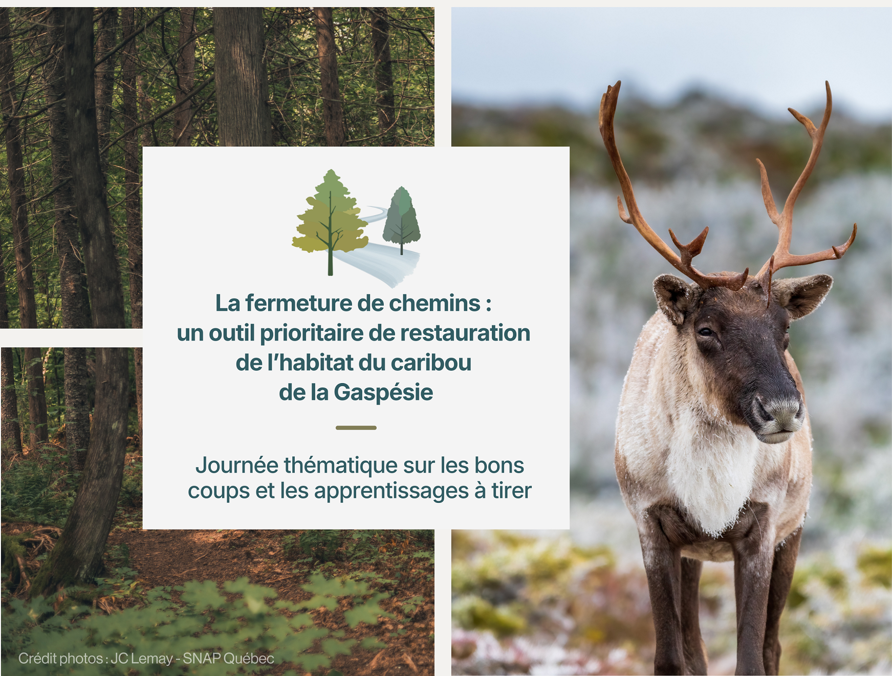 Événement | La fermeture de chemins: un outil prioritaire de restauration de l’habitat du caribou de la Gaspésie