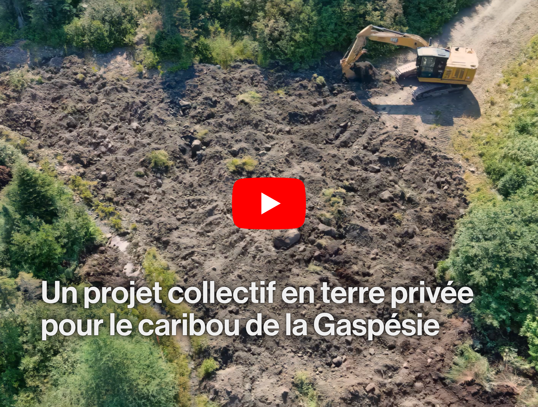 Jour de la Terre : mise en valeur d’une action concrète pour aider le caribou de la Gaspésie